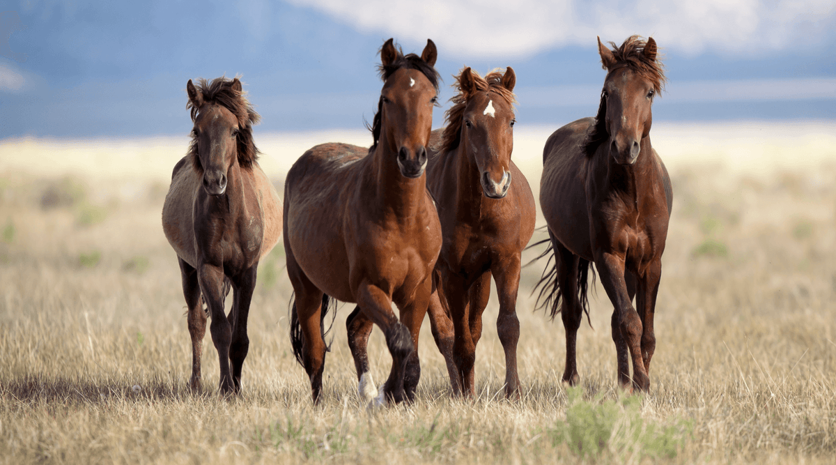 GTC Awarded Satellite Tracking Order from GPSOne to Monitor and Locate Horses in Kazakhstan - GTC
