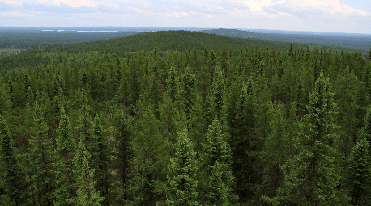 Case Study: EVERYWHERE Communications Forestry Lone Worker Rescue - GTC