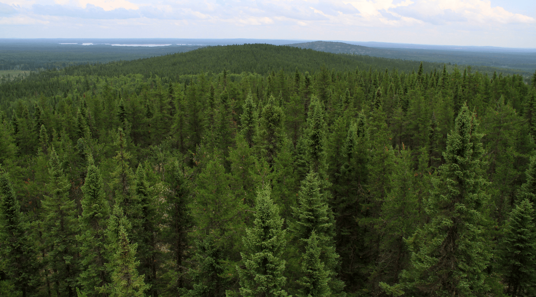 Case Study: EVERYWHERE Communications Forestry Lone Worker Rescue - GTC
