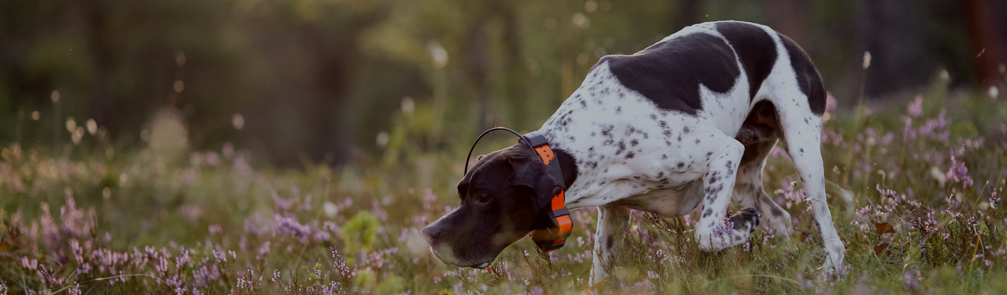 Garmin Dog Trackers