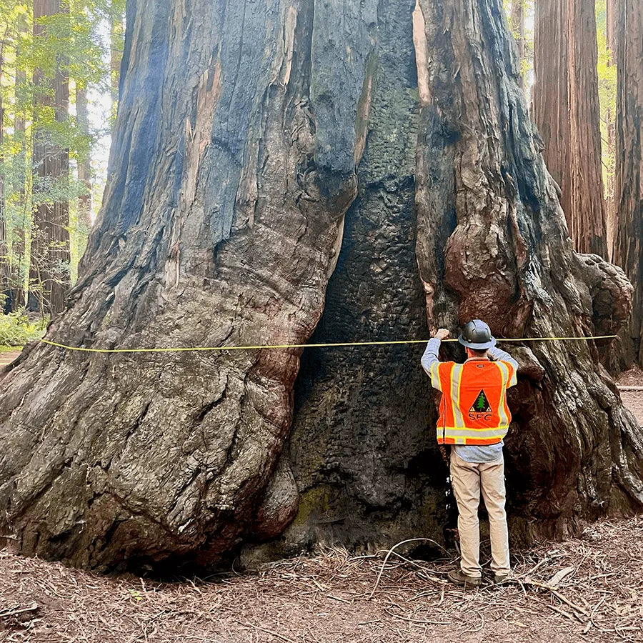Sierra Forestry Consulting (SFC)