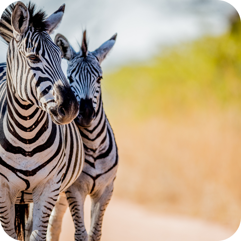 Conservation use case